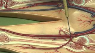 Cardiovascular system Part 6  Inferior Human blood vessels [upl. by Erina]