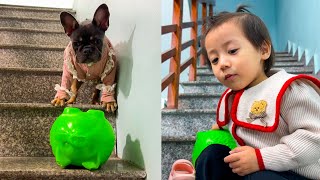 My dog ​​wants to hide Diems ​​piggy bank [upl. by Htirehc]