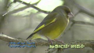 groenling  european greenfinch  chloris chloris  carduelis chloris [upl. by Aicilra686]