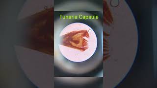 FunariaCapsulemicroscopicslidestudy [upl. by Nilyarg854]