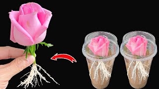 Just baking soda Store bought roses will root instantly [upl. by Hoover]