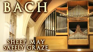 BACH  SHEEP MAY SAFELY GRAZE  ORGAN SOLO  JONATHAN SCOTT [upl. by Gipps]