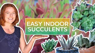 Easy Indoor Succulents amp How to Keep Them Alive [upl. by Ecreip]