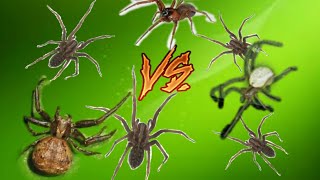 Metaltella simoni vs паук бокоход vs steotoda Castania vs eratigena agrestis vs parasteatoda [upl. by Yelnik]