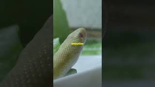 Why Albino Corn Snakes Are the Best Pet Snakes [upl. by Attennaj920]