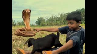 While feeding the goat he was attacked by a big snake 😱 [upl. by Navada737]