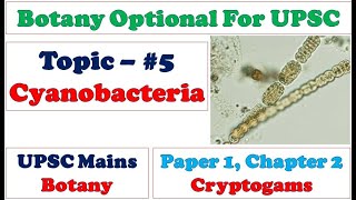 Structure and Reproduction in Cyanobacteria Blue Green Algae Prokaryotic Photosynthetic Bacteria [upl. by Niasuh]