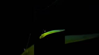 Underwater action of the 30 18oz Hover Rig with the Megabass Hazedong Worm bassfishing fishing [upl. by Gide650]