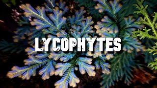 Les Lycophytes [upl. by Naujek]