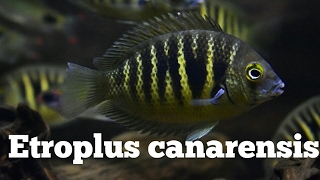 Etroplus Canarensis [upl. by Sacks]