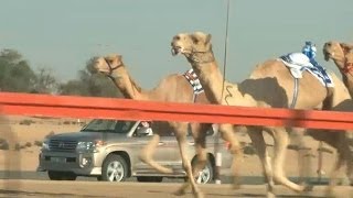 Animales por el mundo carreras de camellos en Dubai [upl. by Shirley]