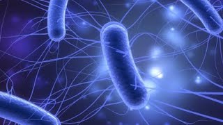 ESCHERICHIA COLI  MICROBIOLOGY [upl. by Ericksen]