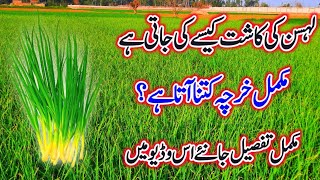 How to start Garlic farm in Pakistan  Lahsan ki kasht Garlic cultivation [upl. by Alial]