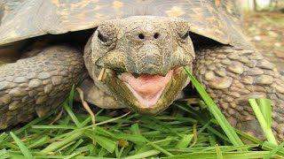 Tortoise And Turtle Sounds  Noises [upl. by Davie]