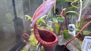 Nepenthes Hybrid Spotlight  N lowii x campanulata [upl. by Sandstrom]