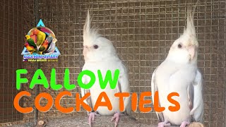 Fallow Cockatiels [upl. by Hakon656]