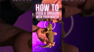 A Different Way To Feed Your Bearded Dragon beardeddragon reptiles animals [upl. by Joshia35]