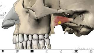 Lateral pterygoid muscle 3 [upl. by Nawd]