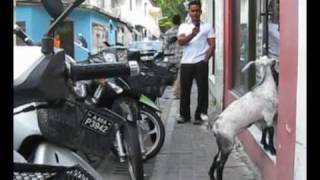 Black Goat Dawn Maldives police quotarrestquot baby goat [upl. by Bumgardner]