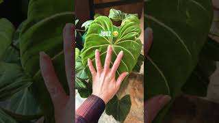 Philodendron gloriosum plants crazyplantlady indoorplants philodendron philodendrongloriosum [upl. by Tanney901]