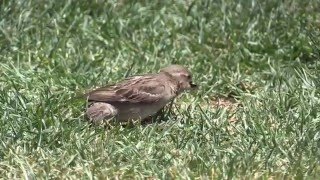 Birds of South Africa  Finches Sparrows and Weavers [upl. by Ailimaj]