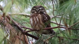 Northern sawwhet owl [upl. by Jc106]