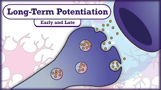 Memory and Learning LongTerm Potentiation LTP [upl. by Eleazar415]