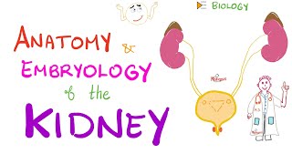 Embryology and Anatomy of the Kidney  Nephrology Basics [upl. by Kalli]