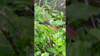 Spinetufted Skimmer is a species of dragonflywidespread in many Asian countries nature shorts [upl. by Yrrem72]