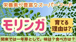 スーパーフードと言われるモリンガの魅力・食味・利用方法などご紹介／2022晩夏 [upl. by Edialeda850]