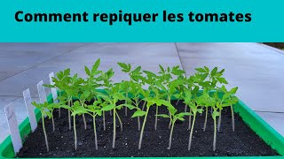 Comment repiquer des tomates je vous montre tout [upl. by Mayce970]