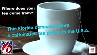 Florida Foodie Yaupon Brothers wants to change how you think about tea [upl. by Adest]