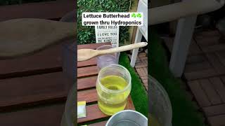 LETTUCE BUTTERHEAD grown thru HYDROPONICS gardening hydroponics rooftop tips [upl. by Akirea218]