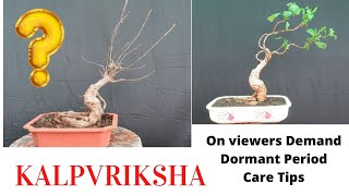 Bonsai Kalpvriksha Baobab Dormant Care [upl. by Enilec]