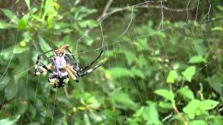 Garden Spiders Attacking Prey Compilation 2 [upl. by Essy]