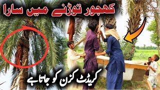 Khajoor کھجور Torny mn Sara Credit Cazan Ko Jata Hy😬  Dates Palm Harvesting [upl. by Yelknirb319]