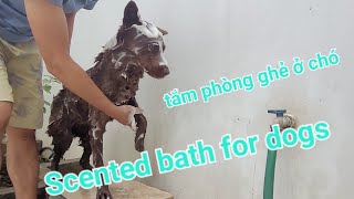 Scented bath for dogs mangy dog ​​room tắm và phòng ve ghẻ ở chó [upl. by Cocks]