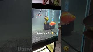 Feeding red wrigglers to my puffer and my cichlid steals one 🤣 [upl. by Anneirb]