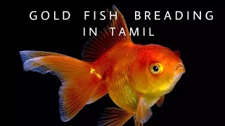 Goldfish breeding in tamil [upl. by Figueroa241]