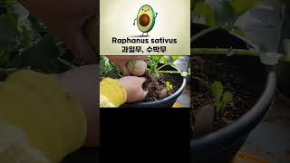 Radish Raphanus sativus  화분에 과일무 수박무 키우기 [upl. by Monroe]