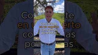 🐔¡Aprende todo sobre las GALLINAS PONEDORAS🐔rentabilidad gallinasponedoras denovatoaexperto [upl. by Charis931]