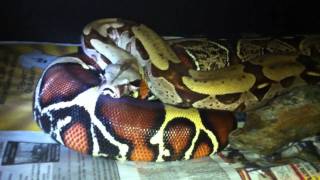 Difference Between BCI and BCC Boa Constrictors [upl. by Ilrak81]