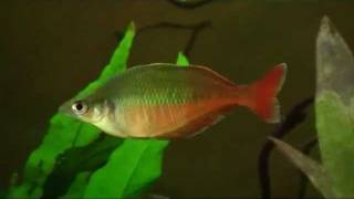 Chilatherina bleheri Regenbogenfisch  Blehers Regenbogenfisch  Lake Holmes rainbowfish [upl. by Wurtz]