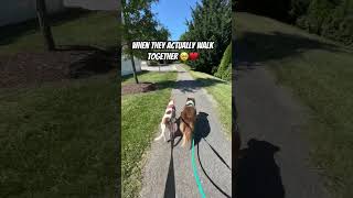 Dog Walking dogreel reels miniaustralianshepherd jackrussellterrier dogvideos iphone14promax [upl. by Xineohp]