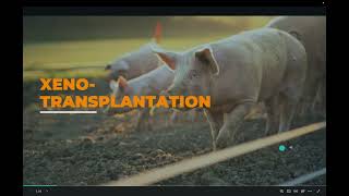 Xenotransplantation Using Porcine Kidneys to Solve the Organ Shortage [upl. by Eirrahs]