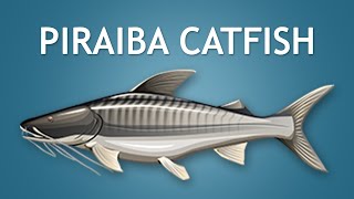 Elltharis  PIRAIBA CATFISH 5★ [upl. by Studdard]