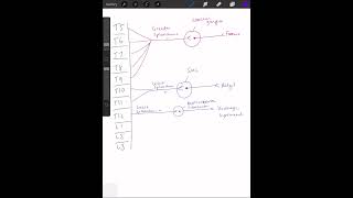 Sympathetic innervation to abdominal viscera [upl. by Stortz506]