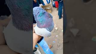 pigeons pigeonbaz hindichildrenssongs kabootar kabutarbazz ytshorts sho [upl. by Alix]