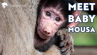 Meet Mousa a Baby Hamadryas Baboon [upl. by Dewhurst]