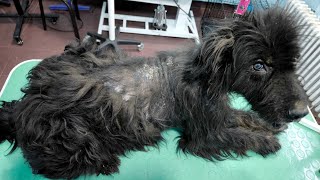 We Are Back Grooming A Dog With A Skin Problem [upl. by Anayik]